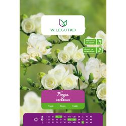 Frezja biała 10szt. - Cebule i Kłącza - W. Legutko