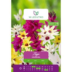 Iksja mieszanka 10szt. - Cebule i Kłącza - W. Legutko