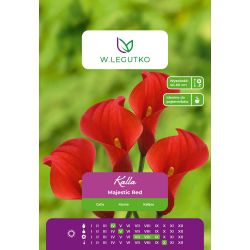 Kalla Majestic Red czerwona 1szt. - Cebule i Kłącza - W. Legutko