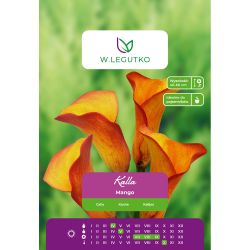 Kalla Mango pomarańczowa 1szt. - Cebule i Kłącza - W. Legutko