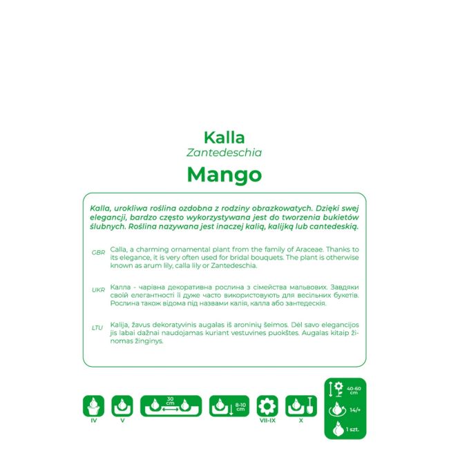Kalla Mango pomarańczowa 1szt. - Cebule i Kłącza - W. Legutko