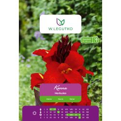 Kanna Herkules czerwona 1szt. - Cebule i Kłącza - W. Legutko