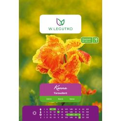 Kanna Taroudant czerwona z żółtą obw. 1szt. - Cebule i Kłącza - W. Legutko