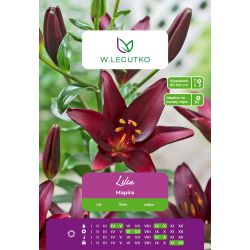 Lilia Mapira bordowa 1szt. - Cebule i Kłącza - W. Legutko