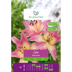 Lilia Pink Pixie różowa 1szt. - Cebule i Kłącza - W. Legutko