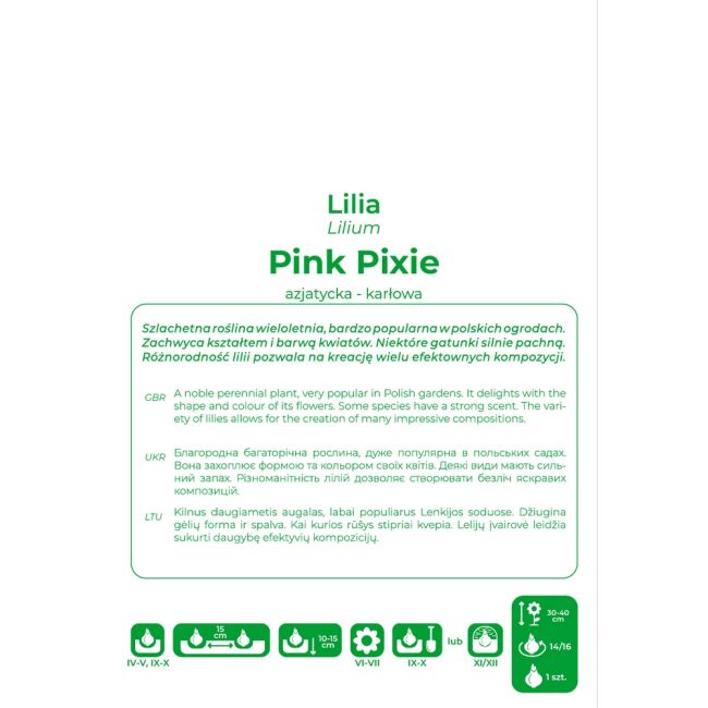 Lilia - Pink Pixie - azjatycka - karłowa - różowa - 1szt. - Cebule i Kłącza - W. Legutko
