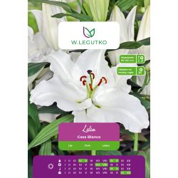Lilia Casa Blanca biała 1szt. - Cebule i Kłącza - W. Legutko Lilia Casa Blanca biała 1szt. - Cebule i Kłącza - W. Legutko