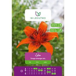 Lilia Tango Orange Art. pomarańczowa, nakrapiana 1szt. - Cebule i Kłącza - W. Legutko