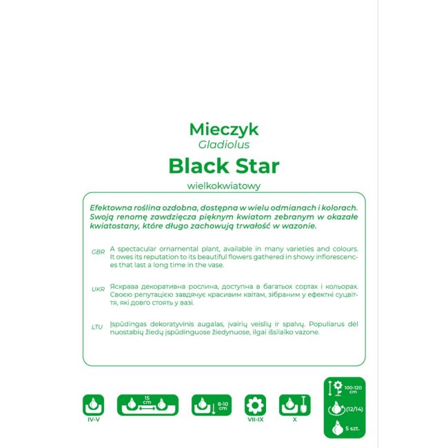 Mieczyk - Black Star - wielkokwiatowy - bordowy - 5szt. - Cebule i Kłącza - W. Legutko