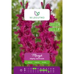 Mieczyk Mighty Joe Frizzle fioletowy 5szt. - Cebule i Kłącza - W. Legutko