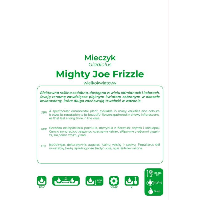Mieczyk - Mighty Joe Frizzle - wielokwiatowy - fioletowy - 5szt. - Cebule i Kłącza - W. Legutko