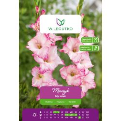 Mieczyk My Love różowo-biały 5szt. - Cebule i Kłącza - W. Legutko