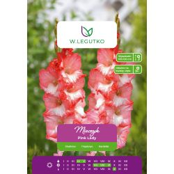 Mieczyk Pink Lady biało-różowy 5szt. - Cebule i Kłącza - W. Legutko