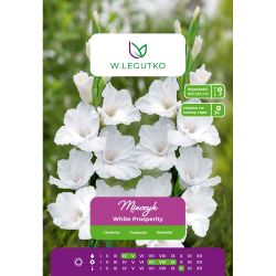 Mieczyk White Prosperity biały 5szt. - Cebule i Kłącza - W. Legutko