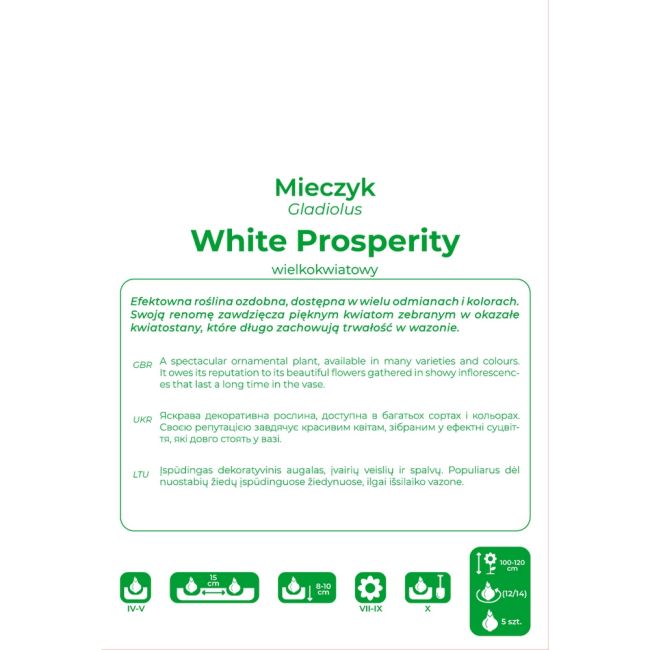 Mieczyk - White Prosperity - wielkokwiatowy - biały - 5szt. - Cebule i Kłącza - W. Legutko