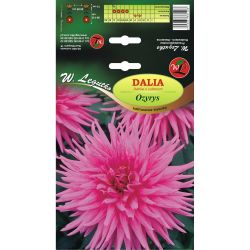 Dalia Ozyrys lilaróżowa 1szt. - Cebule i Kłącza - W. Legutko