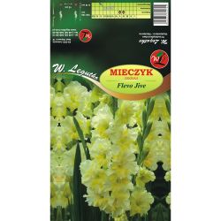 Mieczyk Flevo Jive kremowo-żółty 5szt. - Cebule i Kłącza - W. Legutko