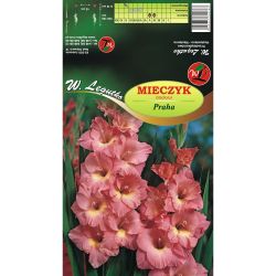 Mieczyk Praha łososiowy 5szt. - Cebule i Kłącza - W. Legutko