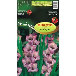 Mieczyk Vera Lynn fioletowo-różowo-biały 5szt. - Cebule i Kłącza - W. Legutko