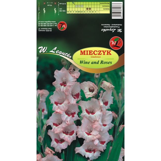 Mieczyk - Wine and Roses - wielkokwiatowy - różowy - 5szt. - Cebule i Kłącza - W. Legutko