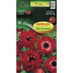 Zawilec The Governor czerwony 8szt. - Cebule i Kłącza - W. Legutko