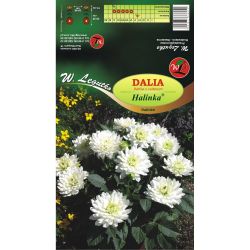 Dalia Halinka biała 1szt. - Cebule i Kłącza - W. Legutko