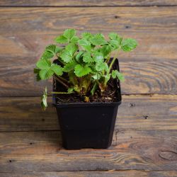 Poziomka Baron von Solemacher sadzonka w doniczce - Sadzonki - W. Legutko