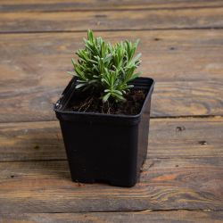 Lawenda wąskolistna Munstead Blue Strain sadzonka w doniczce - Rozsady i sadzonki - W. Legutko Lawenda wąskolistna Munstead Blue Strain sadzonka w doniczce - Rozsady i sadzonki - W. Legutko