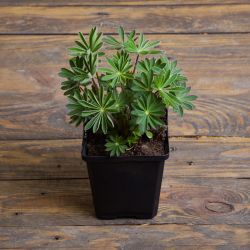 Łubin trwały sadzonka w doniczce - Rozsady i sadzonki - W. Legutko