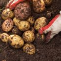 Ziemniaki sadzeniaki - Tajfun 5kg - Cebule i Kłącza - W. Legutko