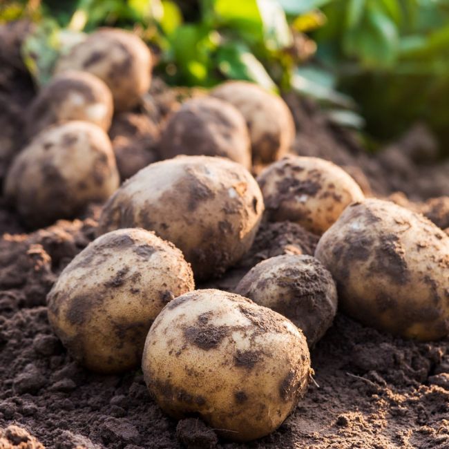 Ziemniaki sadzeniaki - Vineta 5kg - Cebule i Kłącza - W. Legutko
