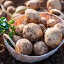Ziemniaki sadzeniaki - Satina 5kg - Cebule i Kłącza - W. Legutko