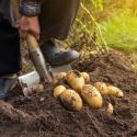 Ziemniaki sadzeniaki - Ranomi 5kg - Cebule i Kłącza - W. Legutko