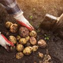 Ziemniaki sadzeniaki - Lord 5kg - Cebule i Kłącza - W. Legutko