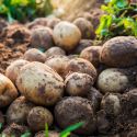 Ziemniaki sadzeniaki - Jurek 5kg - Cebule i Kłącza - W. Legutko