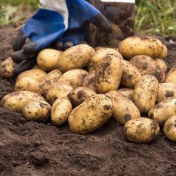Ziemniaki sadzeniaki Jelly 5kg - Cebule i Kłącza - W. Legutko Ziemniaki sadzeniaki Jelly 5kg - Cebule i Kłącza - W. Legutko