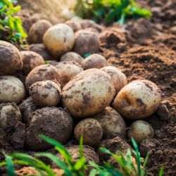 Ziemniaki sadzeniaki - Gwiazda 5kg - Cebule i Kłącza - W. Legutko Ziemniaki sadzeniaki - Gwiazda 5kg - Cebule i Kłącza - W. Legutko