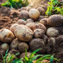 Ziemniaki sadzeniaki - Denar 5kg - Cebule i Kłącza - W. Legutko