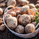 Ziemniaki sadzeniaki - Bryza 5kg - Cebule i Kłącza - W. Legutko