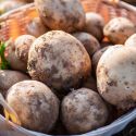 Ziemniaki sadzeniaki - Ignacy 5kg - Cebule i Kłącza - W. Legutko