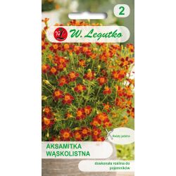 Aksamitka wąskolistna Red Gem brązowo-czerwona 0.30g - Nasiona - W. Legutko Aksamitka wąskolistna Red Gem brązowo-czerwona 0.30g - Nasiona - W. Legutko