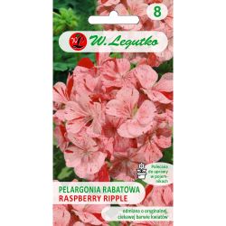 Pelargonia rabatowa Divas F1- Raspberry Ripple malinowa 0.04g - Nasiona - W. Legutko Pelargonia rabatowa Divas F1- Raspberry Ripple malinowa 0.04g - Nasiona - W. Legutko