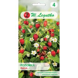 Poziomka Rugia 0.20g - Nasiona - W. Legutko Poziomka Rugia 0.20g - Nasiona - W. Legutko