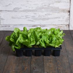 Sałata Justyna sadzonki zestaw 10 szt. - Rozsady i sadzonki - W. Legutko