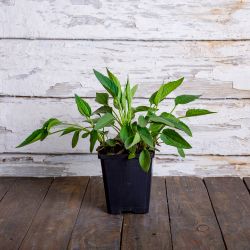 Rudbekia błyskotliwa Yucon Gold sadzonka w doniczce - Sadzonki - W. Legutko