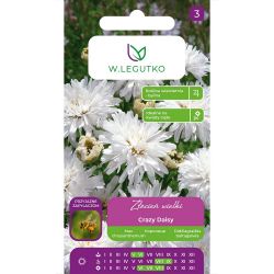 Złocień wielki Crazy Daisy biały 0.20g - Nasiona - W. Legutko Złocień wielki Crazy Daisy biały 0.20g - Nasiona - W. Legutko