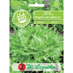 Sałata BIO Regina dei ghiacci 0.50g - Nasiona - W. Legutko