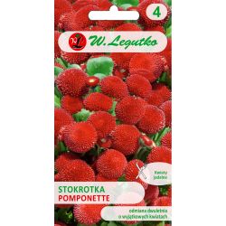 Stokrotka Pomponette czerwona 0.10g - Nasiona - W. Legutko
