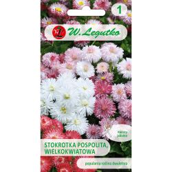 Stokrotka wielkokwiatowa mieszanka 0.10g - Nasiona - W. Legutko