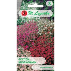 Goździk kropkowany mieszanka 0.50g - Nasiona - W. Legutko Goździk kropkowany mieszanka 0.50g - Nasiona - W. Legutko